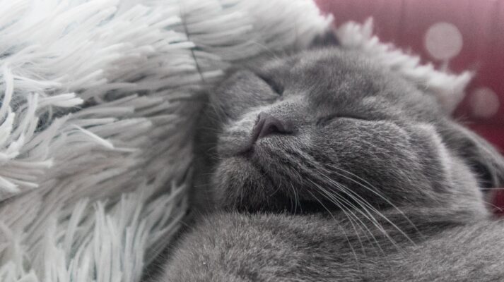 A grey cat asleep on a blanket